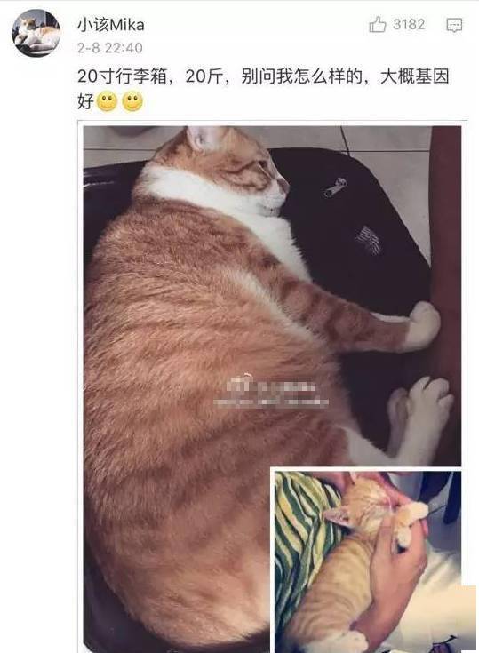 貓貓小時候VS長大後，鏟屎官們都開始懷疑人生了，哈哈哈！ 萌趣萌寵 第6张