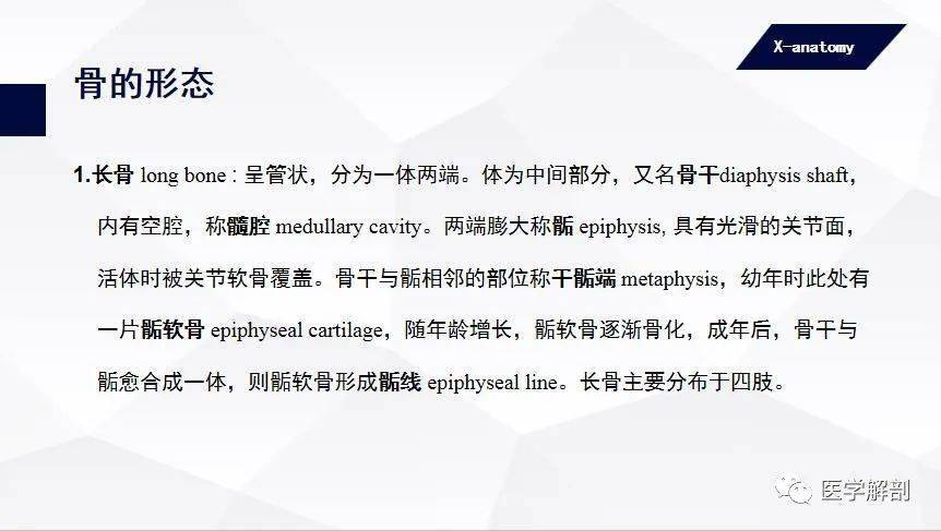 人体解剖学:运动系统 骨