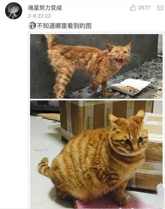 貓貓小時候VS長大後，鏟屎官們都開始懷疑人生了，哈哈哈！ 萌趣萌寵 第7张