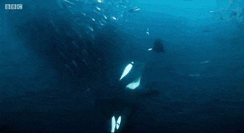 0bac8e8df445443b912a2658c6c327ea.gif
