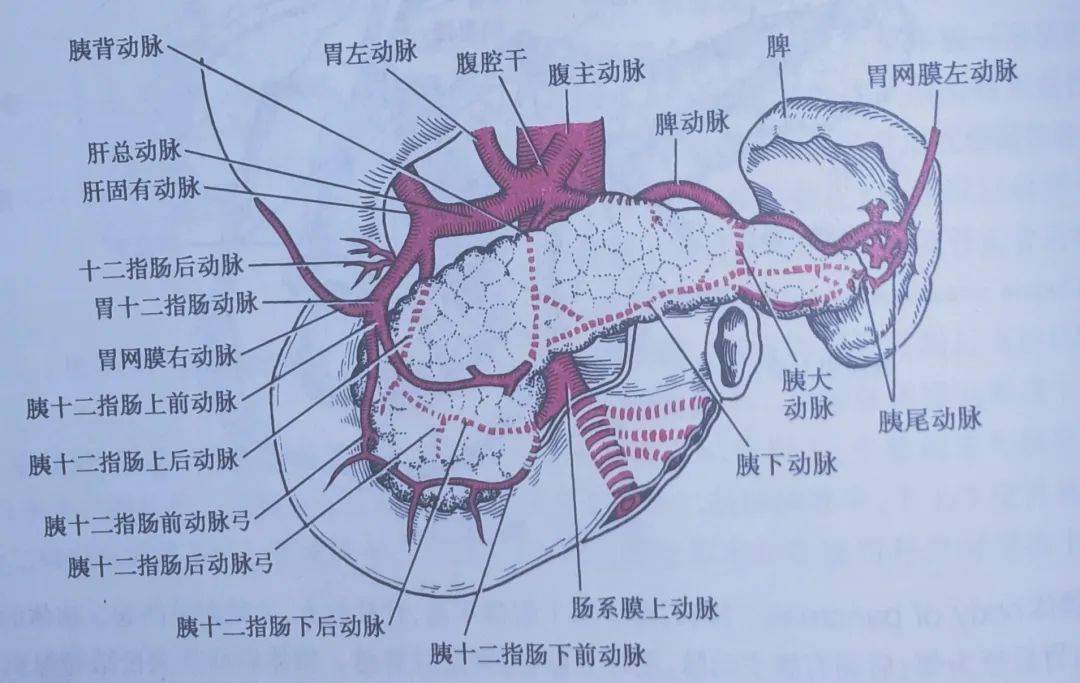 胰腺钩突部位图片