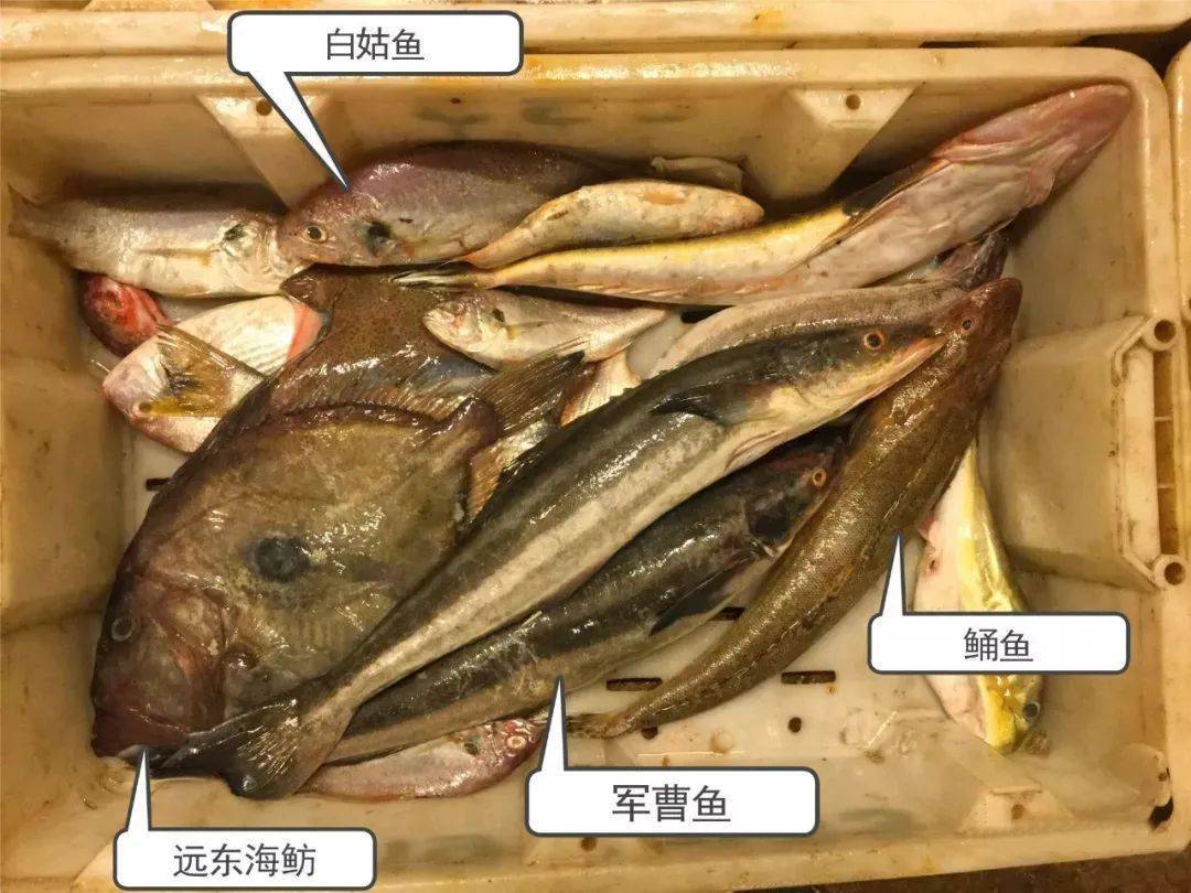 河鲜海鲜大全 肉质