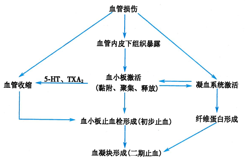 血栓是怎么形成的?图片