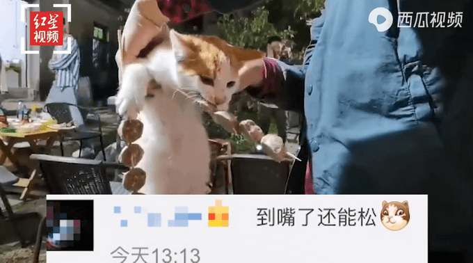 流浪猫偷吃客人烤串：嘴里叼“手”里拿，被抓现场曝光路人笑翻！