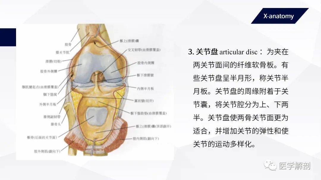 人体解剖学运动系统关节