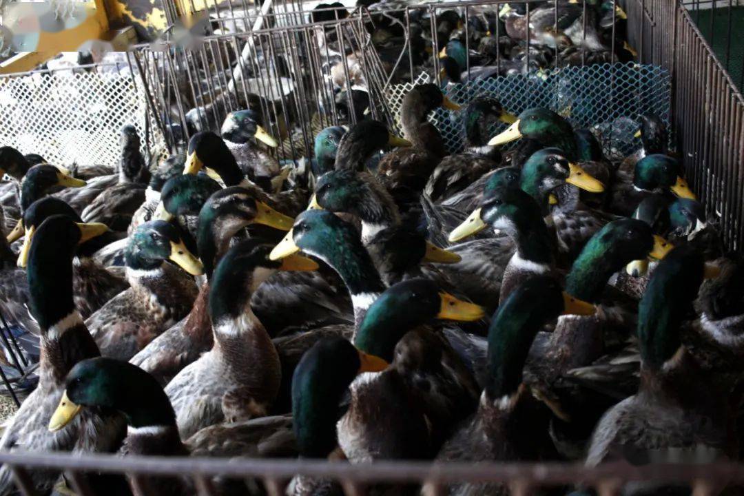 青头鸭清远鸡乳鸽区日常抽检登记交易中心的供电,照明