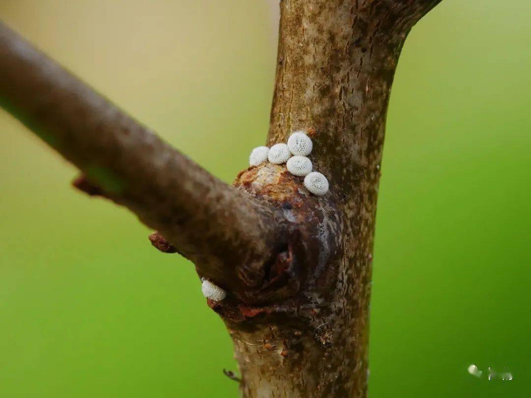 博物为什么冬天看不到蝴蝶因为它变丑了