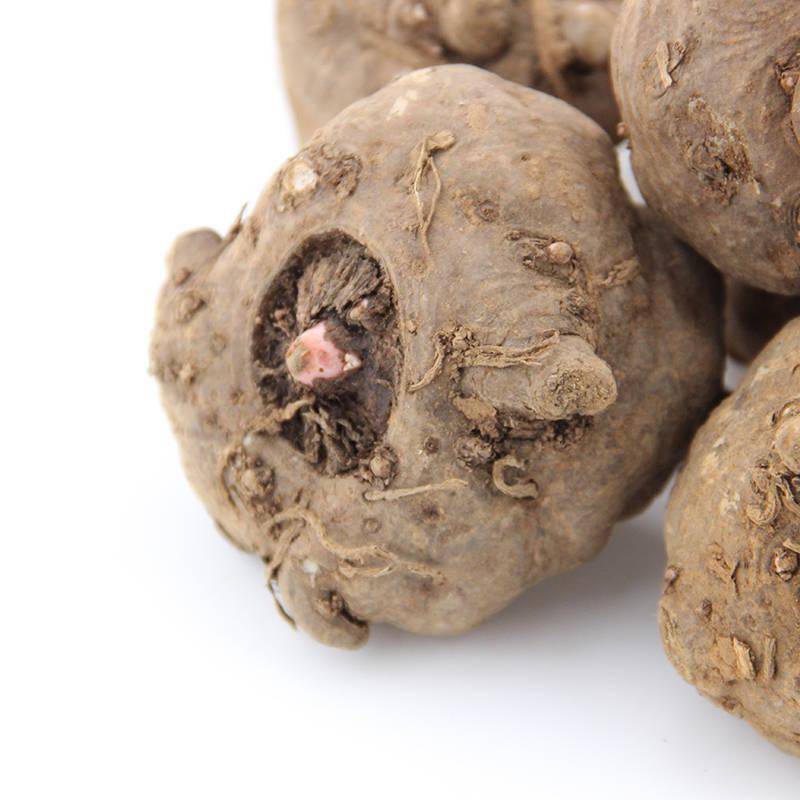 陕西魔芋种芋切块繁殖栽培技术