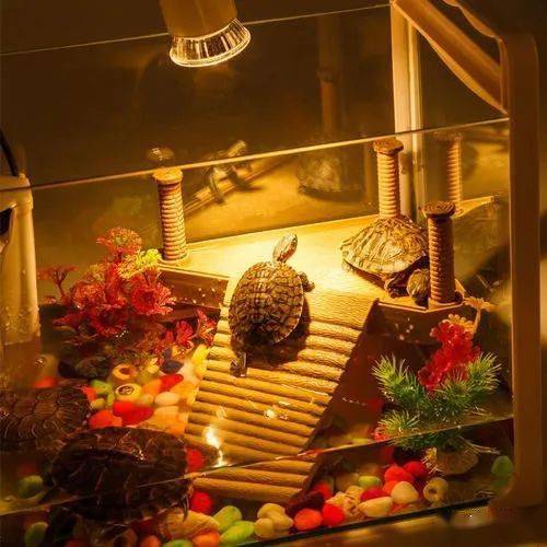 养龟过程中不要忘了这些小细节