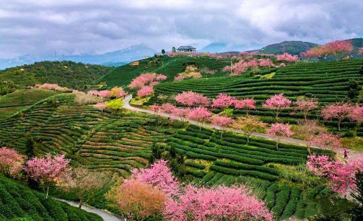 风景如画的"大陆阿里山"——龙岩永福樱花园
