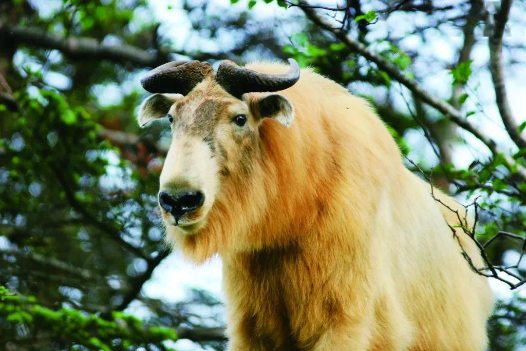 牛年说牛 | 关于牛的"真相",这些你都知道吗?_动物