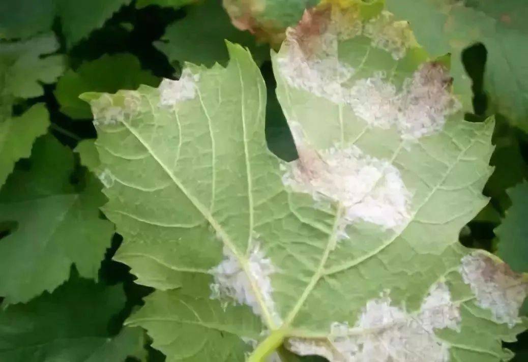 福美双,代森锌,嘧菌脂,嘧啶核苷酸类抗生素,丙森锌,多抗霉素,氧化亚铜