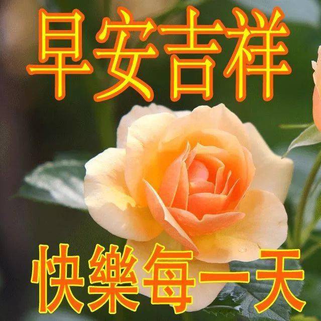 早上好表情包早晨好問候祝福語中午好表情包圖片大全