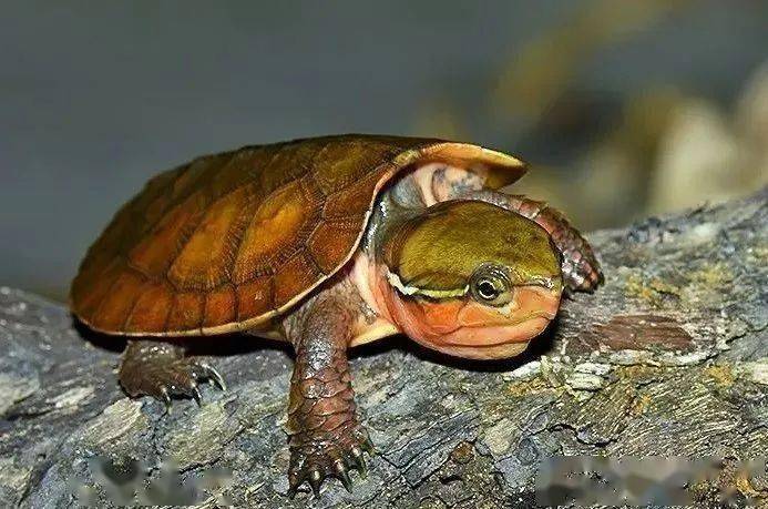 中国龟类品种大全图片图片