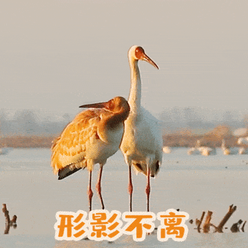 来了来了,这才是江西人的贺岁表情包!_白鹤