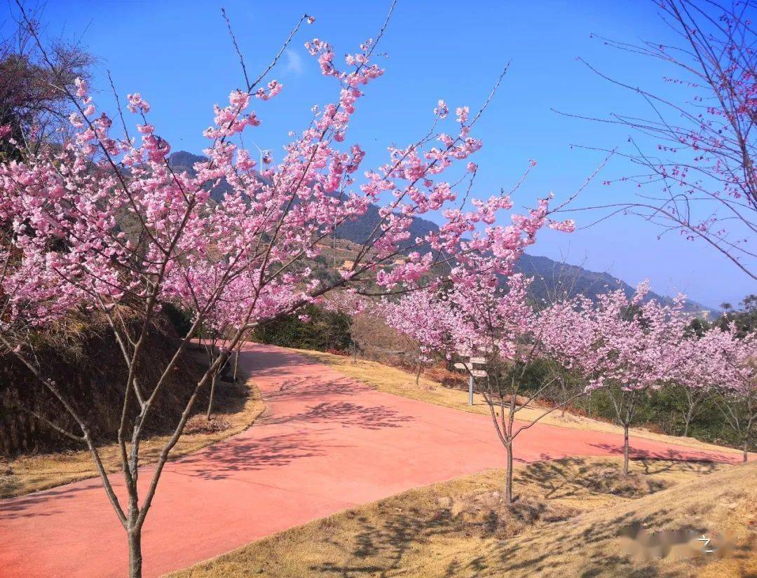 南靖粉色花海来袭土楼樱花盛开春节将迎来最佳赏花期