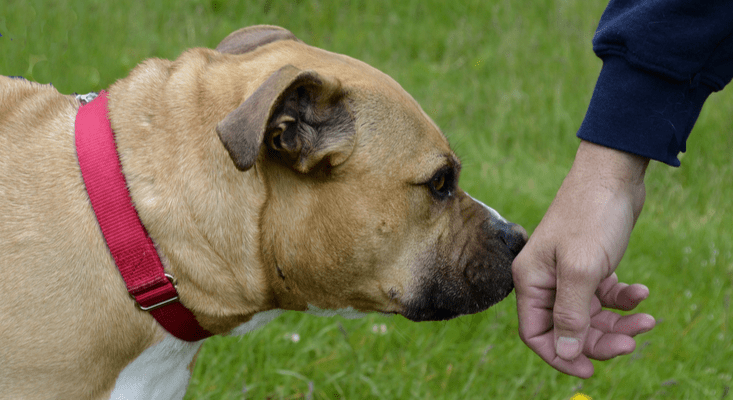 未来,医生可以用"鼻子"给患者"闻"诊