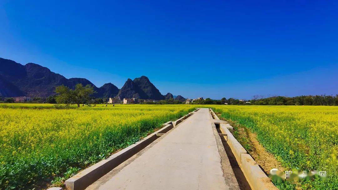 在阳春看油菜花是什么感觉带上她来陂面吧