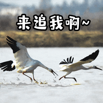 恭鹤新禧这才是江西人的贺岁表情包