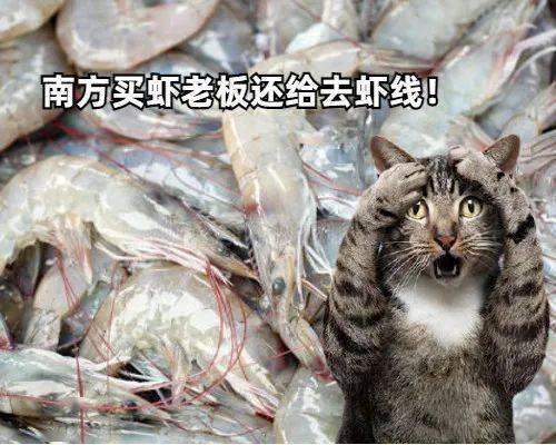 當北方貓貓第一次見到南方海鮮時...... 萌趣萌寵 第5张