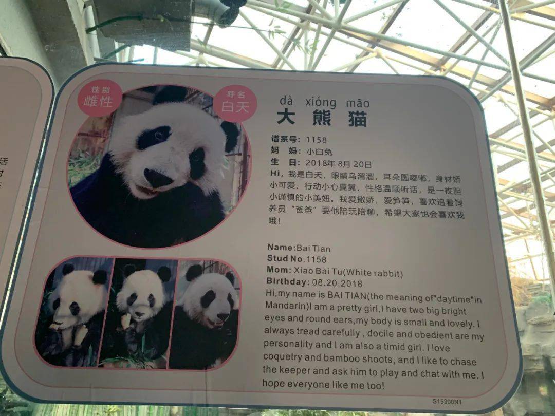 大熊貓白天亮相北京動物園春節期間可以雲觀賞