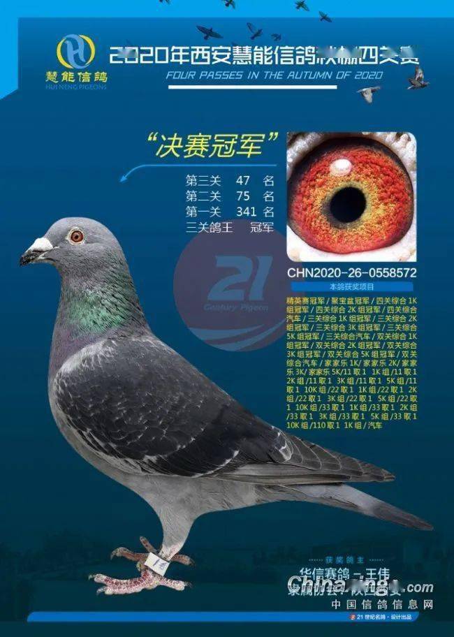 中国十大名鸽品种图片
