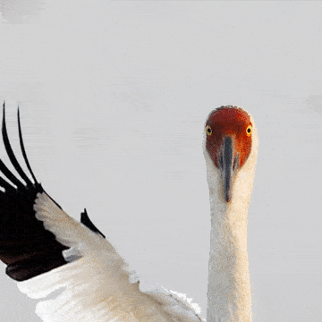 来了来了这才是江西人的贺岁表情包