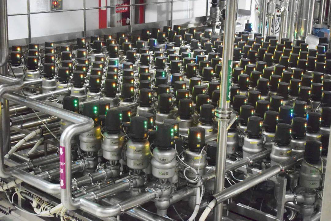 小牛姓名投票进行时除夕前夜光明乳业工厂里牛气冲天