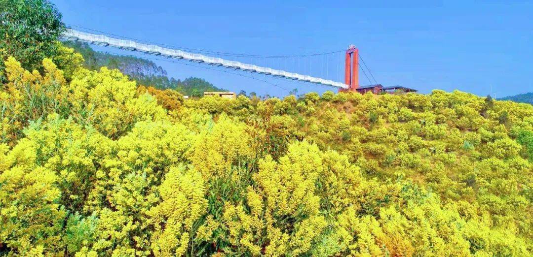 不得了这个地方出名了百万花海整绽放万花整开太美了