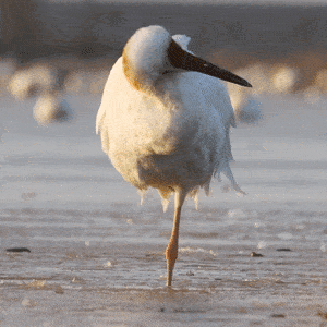 恭鹤新禧这才是江西人的贺岁表情包