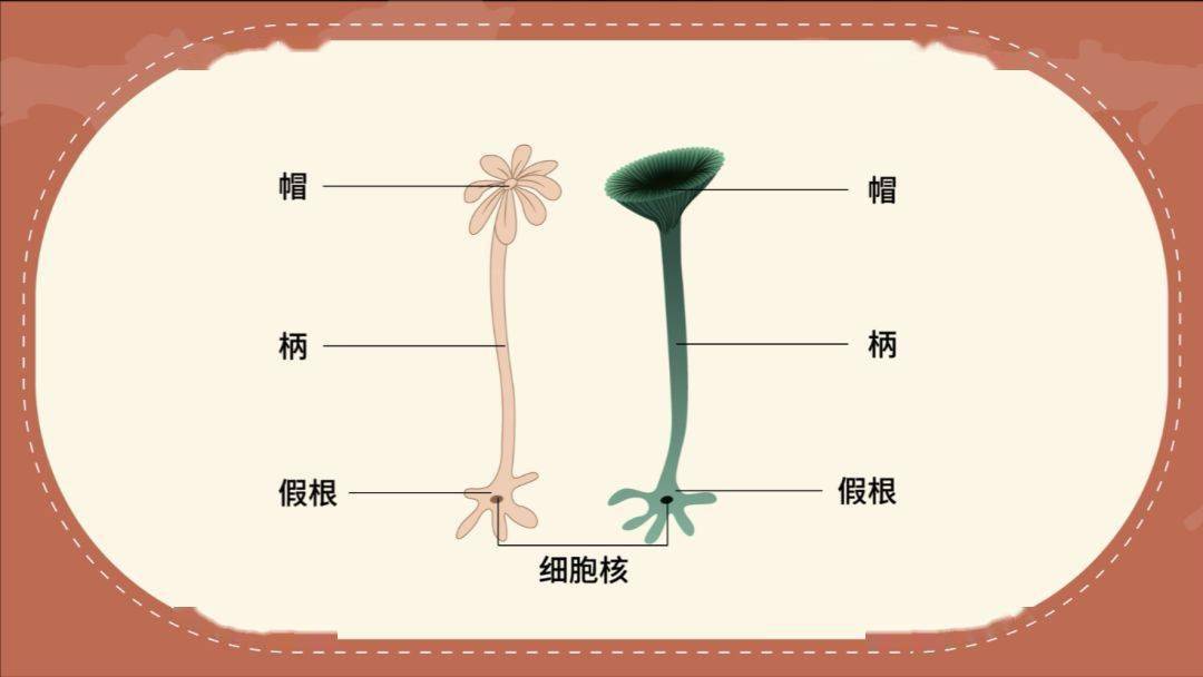 科学家用伞形帽和菊花形帽两种伞藻做嫁接和核移植实验