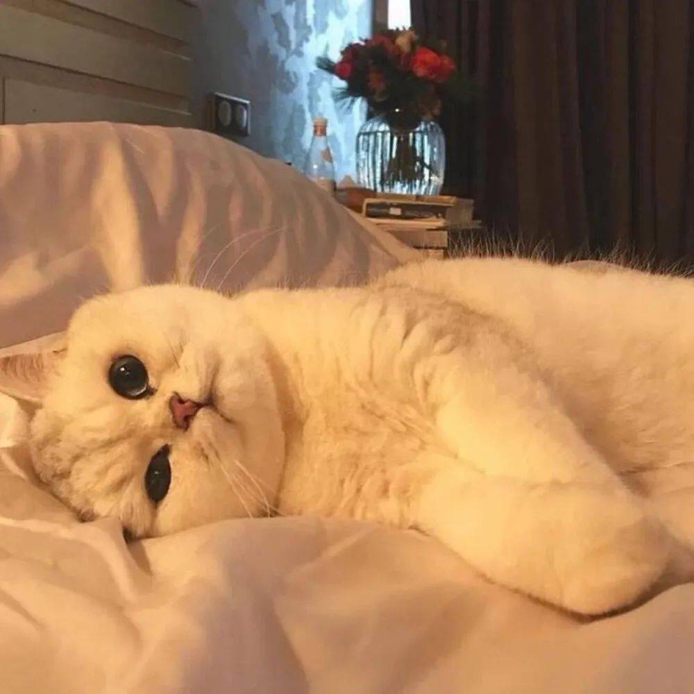 可爱猫咪头像 躲在云层里的星星都在发光你也要加油啊 心情
