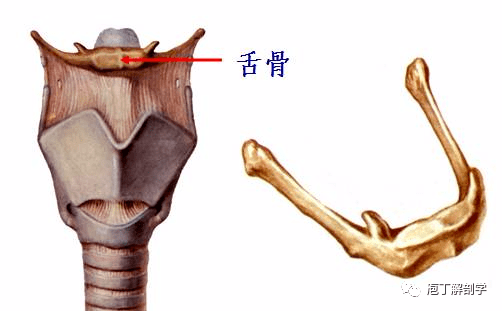 关节头部唯一可以大幅度运动的关节:颞下颌关节构成:下颌头,下颌窝