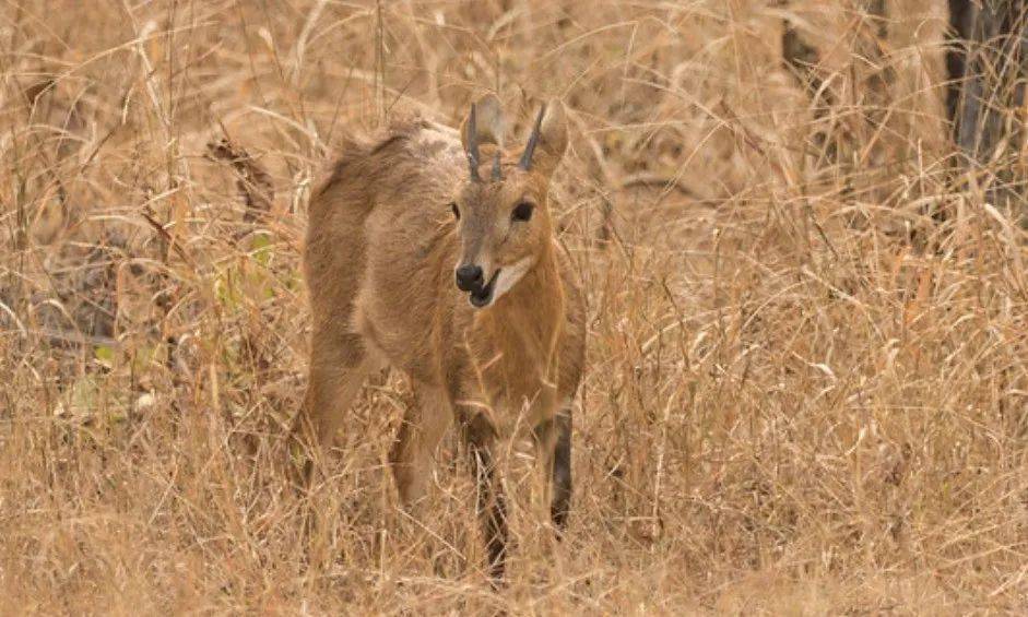 四角羚 四角羚毛短而粗糙,背部呈红褐色.