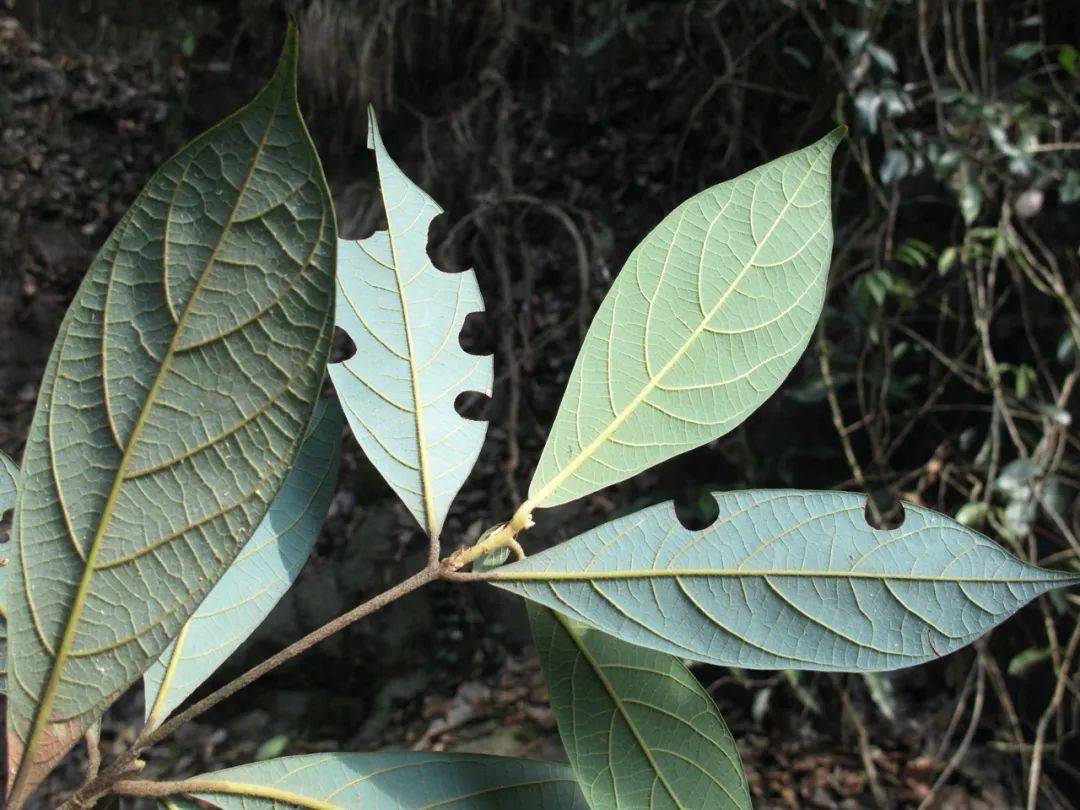 紫楠紫楠和华东楠则是很常见的沟谷常绿树种类.