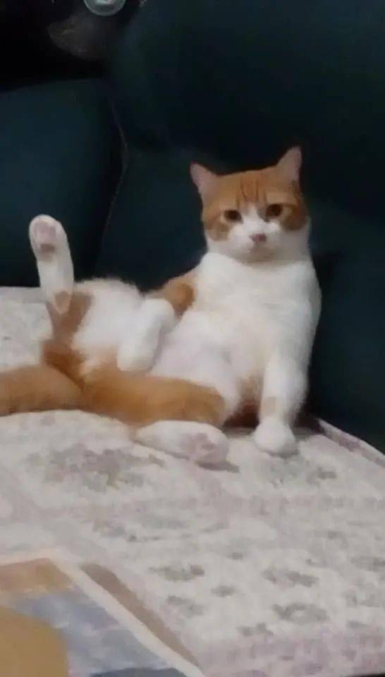 猫咪伸腿表情包图片