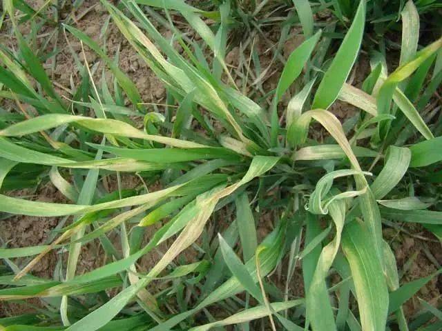 小麦病害,冻害和药害有何区别?怎么补救?