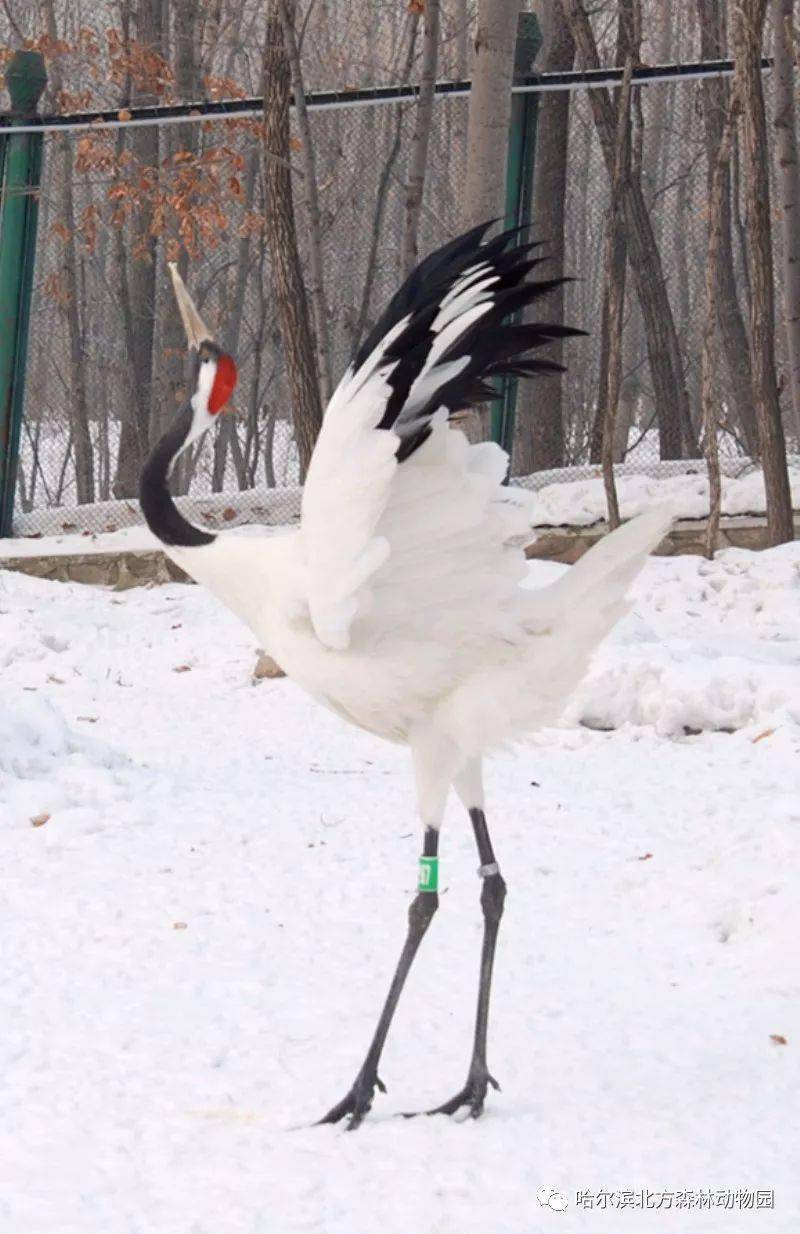 什么气冲天的成语动物_成语故事图片