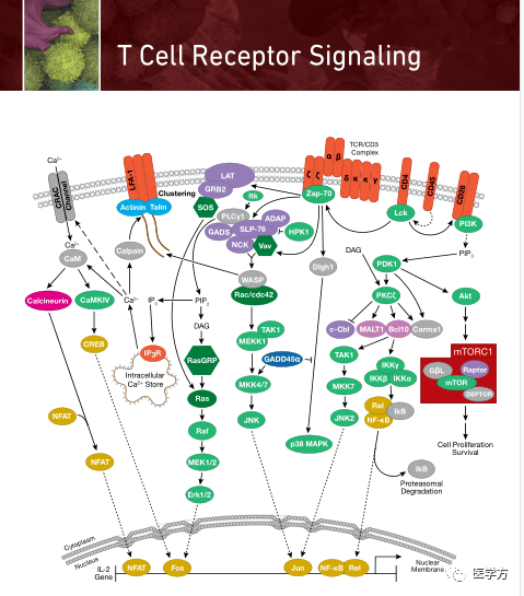 医学资源帖|信号转导通路图表汇总