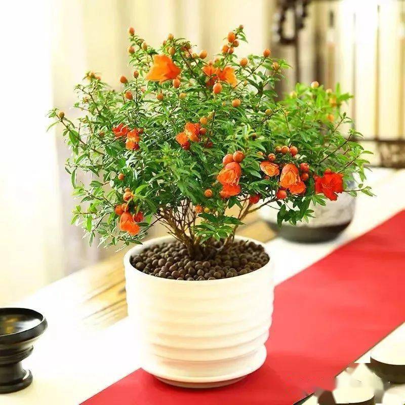 月季迷给您拜年啦!附10种"吉祥团圆花"祝您合家幸福美满,牛转乾坤