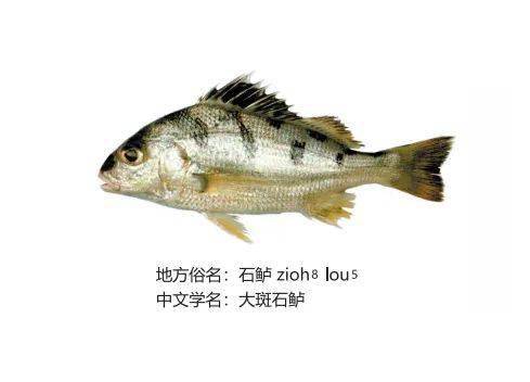 02▲点击音频,听闽南语读音01▼▼get起!以下这些常见鱼你可认识?