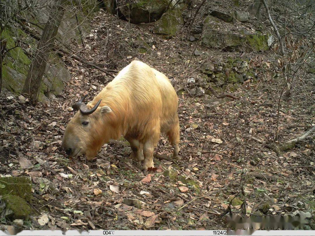 牛年到秦岭羚牛给您送福啦