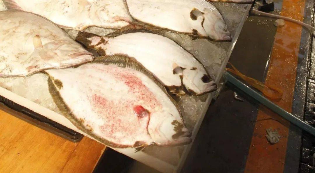 鸦片鱼别被我的名字吓到