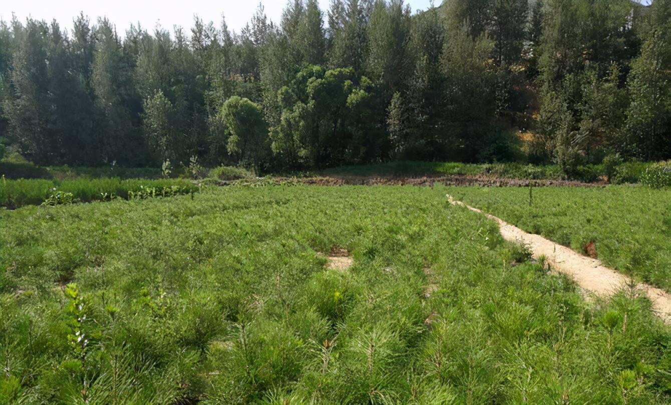 樟子松营养钵容器育苗技术新探_苗木