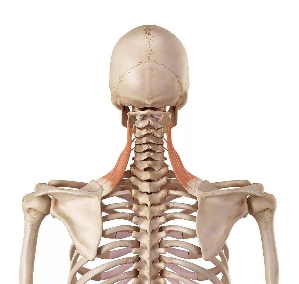 肩胛骨上角位置图图片
