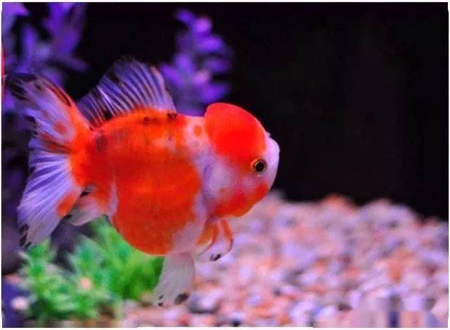 兰寿金鱼的种类众多 它们之间有什么区别呢 花纹