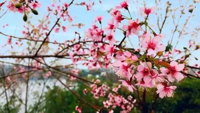 秒什么花成语_草什么花什么成语(3)