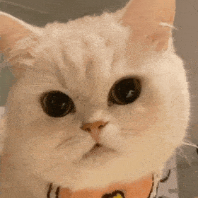 网红猫michael表情包图片