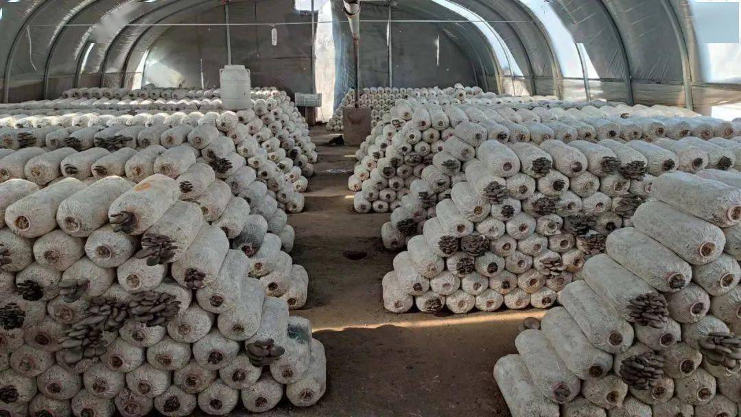 小平菇撑起农民致富伞