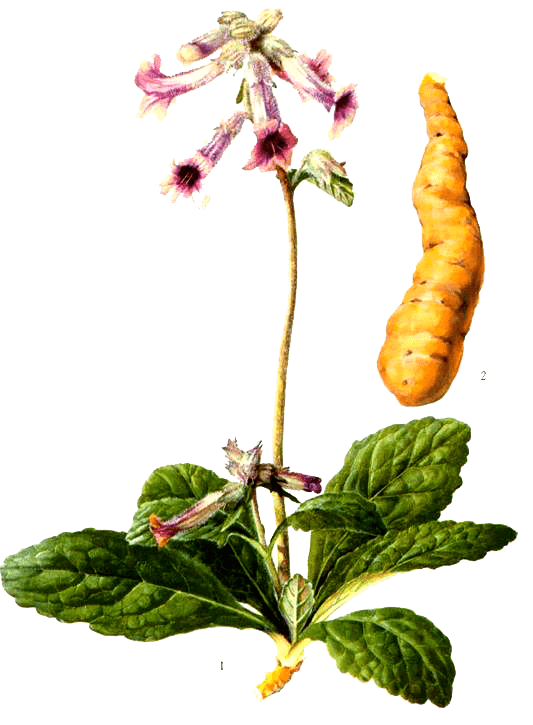 当中医药遇上情人节